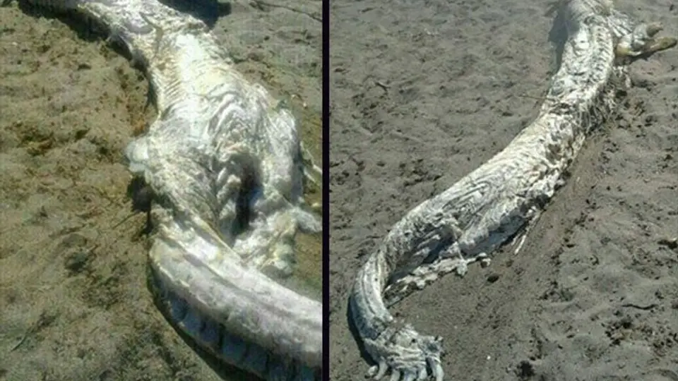 'Bestia mítica' aparece en playa de España