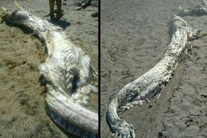'Bestia mítica' aparece en playa de España