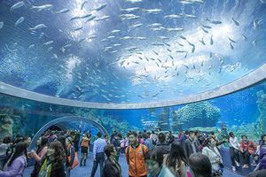 Acuario en China tiene 22.7 millones de litros de agua