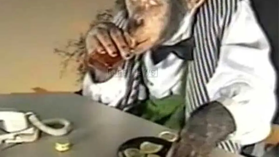 Chimpancé es enviado a rehabilitación ¡por alcohólico!