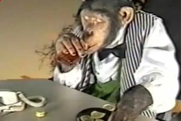 Chimpancé es enviado a rehabilitación ¡por alcohólico!