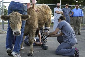 Becerro usa prótesis de alta tecnología