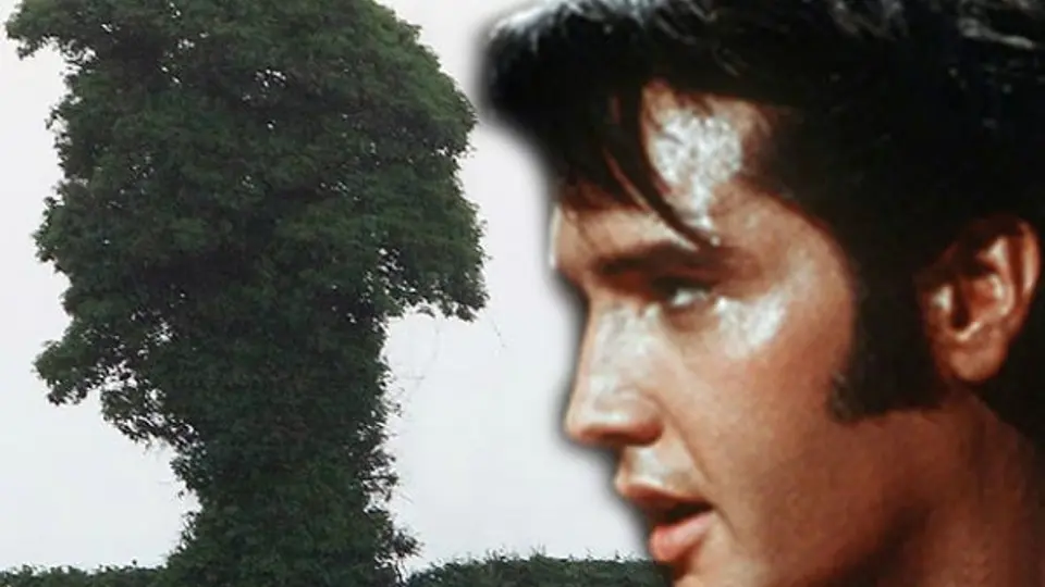 Árbol en Inglaterra se 'parece' a Elvis Presley