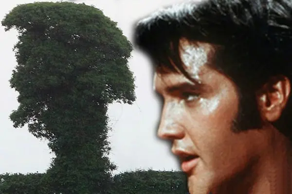 Árbol en Inglaterra se 'parece' a Elvis Presley