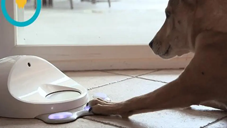 Mascotas se convierten en 'gamers' con CleverPet