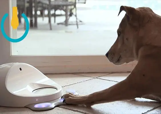 Mascotas se convierten en 'gamers' con CleverPet