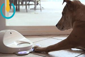 Mascotas se convierten en 'gamers' con CleverPet