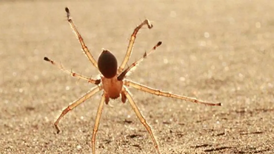 'Araña gimnasta' se traslada dando vueltas de carro