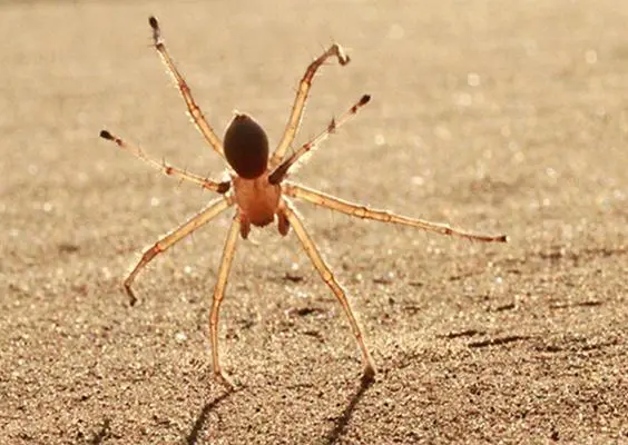 'Araña gimnasta' se traslada dando vueltas de carro