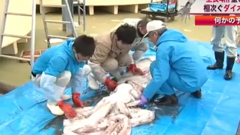 Calamar gigante atrapado en Japón