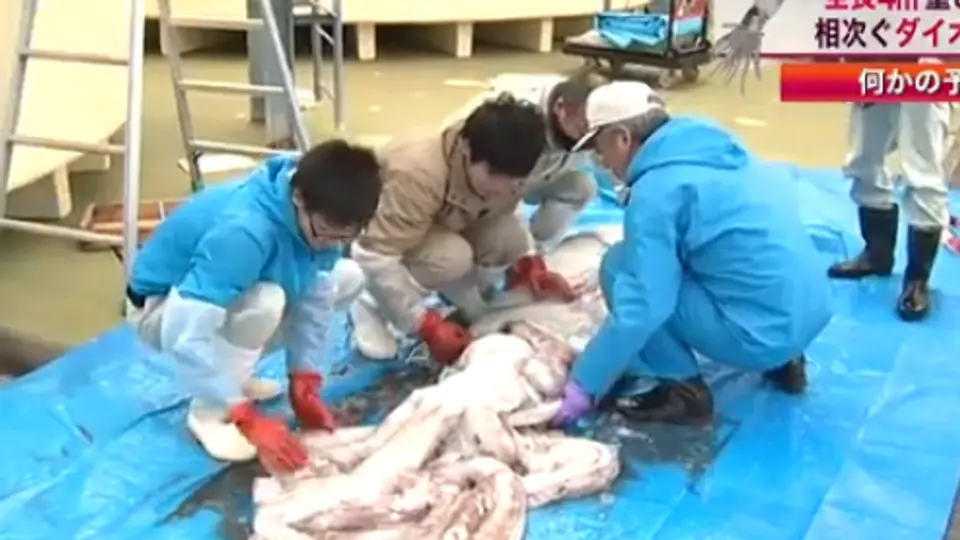 Calamar gigante atrapado en Japón