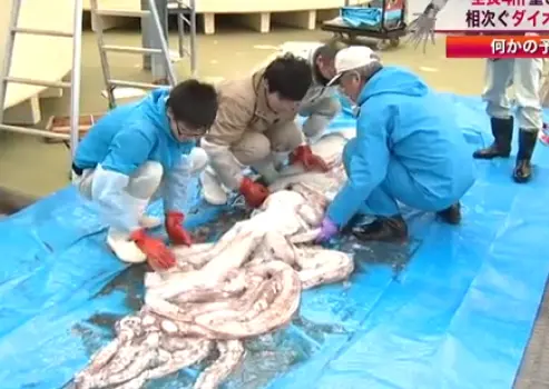 Calamar gigante atrapado en Japón