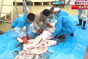 Calamar gigante atrapado en Japón