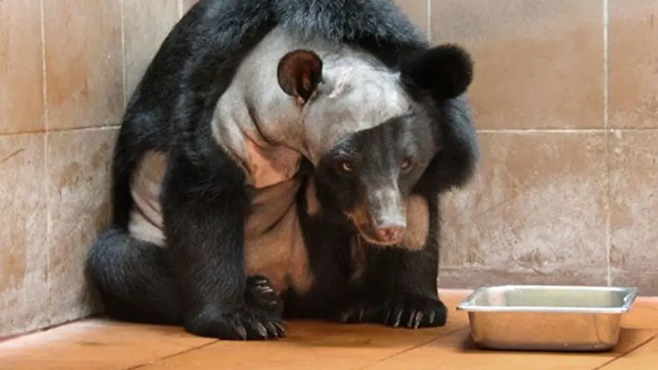 Oso asiático, pionero en someterse a cirugía cerebral