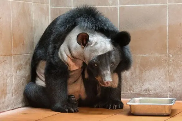 Oso asiático, pionero en someterse a cirugía cerebral