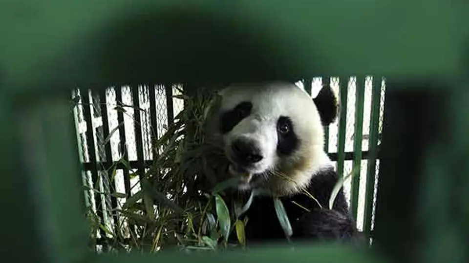 ¡Panda tailandesa busca pareja!