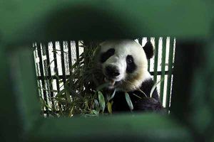 ¡Panda tailandesa busca pareja!