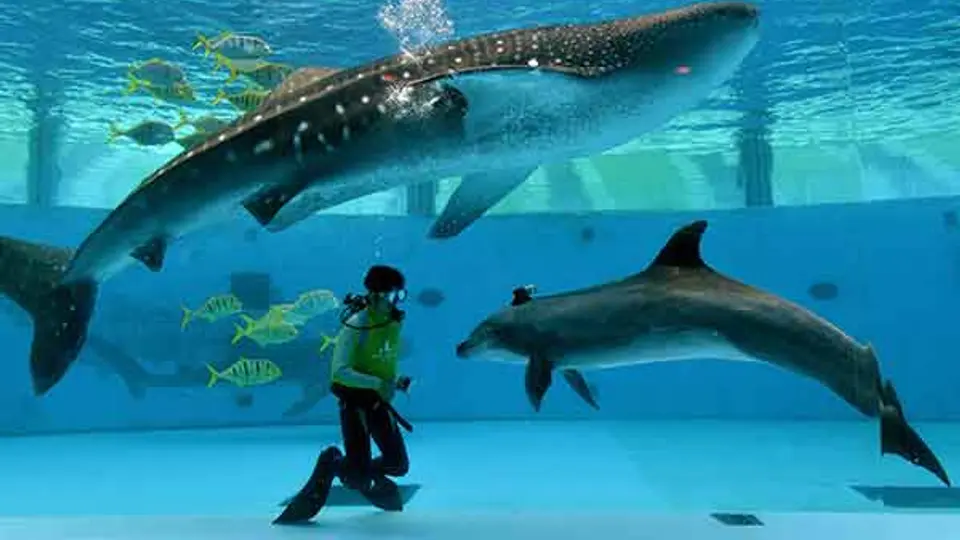 Los más grandotes en un acuario