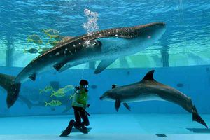 Los más grandotes en un acuario