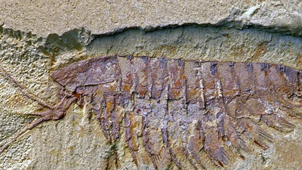 Artrópodo con sistema nervioso similar al de arañas y escorpiones