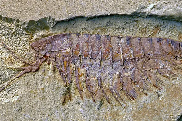 Artrópodo con sistema nervioso similar al de arañas y escorpiones