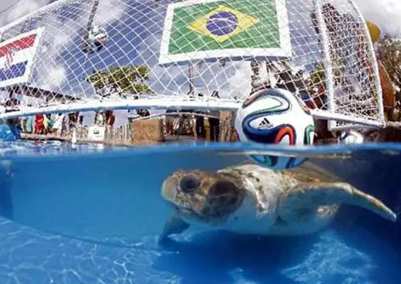 Tortuga 'Cabecao' predice victoria del Tri contra Brasil
