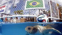 Tortuga 'Cabecao' predice victoria del Tri contra Brasil