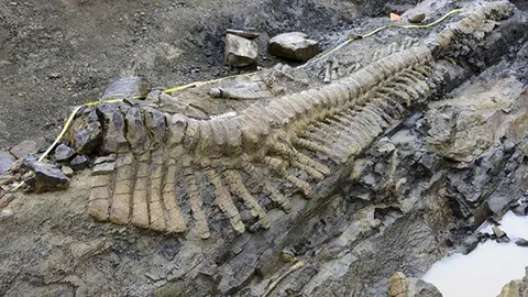 Paleontólogos hallan en Coahuila cola de dinosaurio