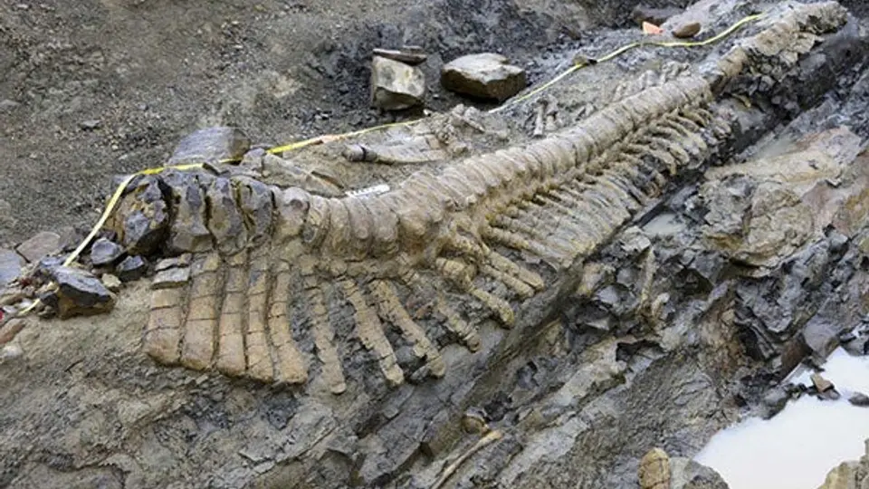 Paleontólogos hallan en Coahuila cola de dinosaurio