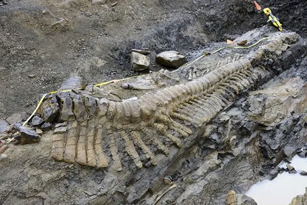 Paleontólogos hallan en Coahuila cola de dinosaurio