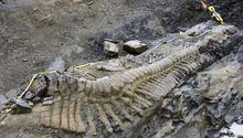 Paleontólogos hallan en Coahuila cola de dinosaurio