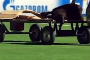 Equipo de Kazajistán sacrifica ovejas antes de sus partidos