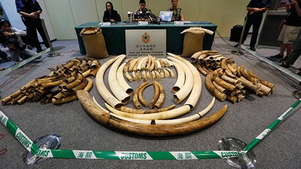Las autoridades tuvieron más 'colmillo'