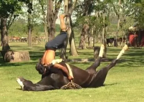 Yoga para relajar a los caballos
