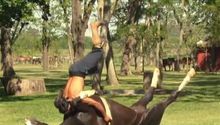 Yoga para relajar a los caballos