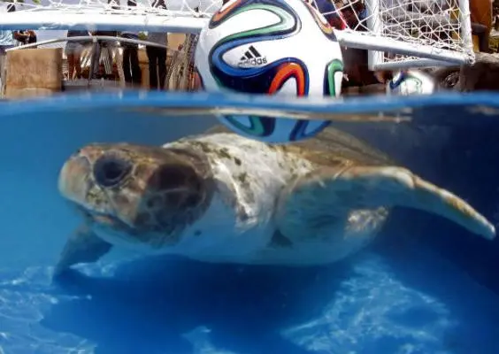 'Cabeçao' pronosticará los resultados del Mundial