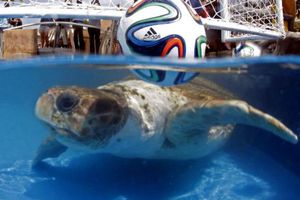 'Cabeçao' pronosticará los resultados del Mundial