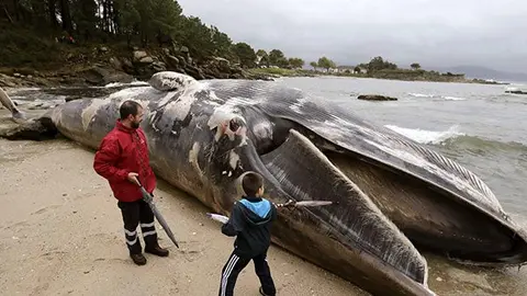 Arrastra temporal ballena de 20 metros muerta a playas de Coruña