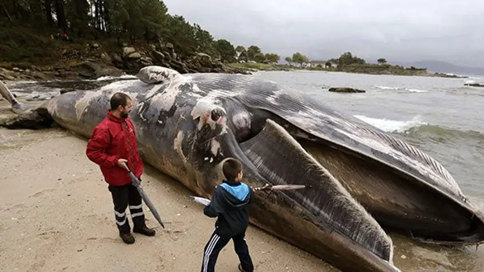 Arrastra temporal ballena de 20 metros muerta a playas de Coruña