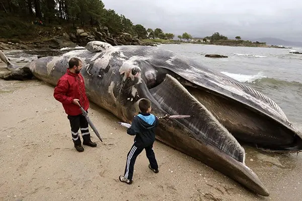 Arrastra temporal ballena de 20 metros muerta a playas de Coruña