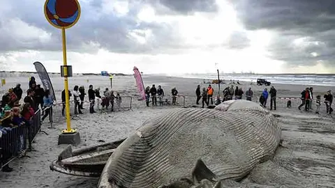 Hallan muerta 'ballena de aleta' en Holanda