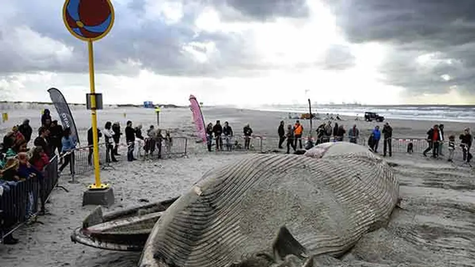 Hallan muerta 'ballena de aleta' en Holanda