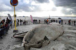Hallan muerta 'ballena de aleta' en Holanda