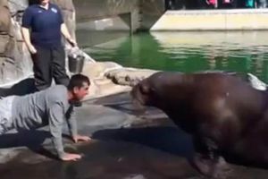 Coach de los 49ers compite con una morsa