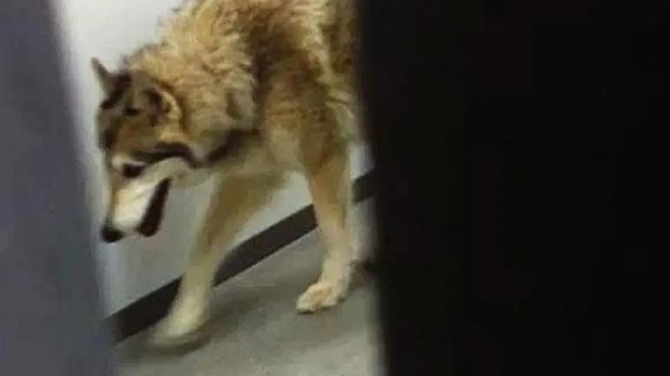 Lobo 'visita' Villa Olímpica en Sochi