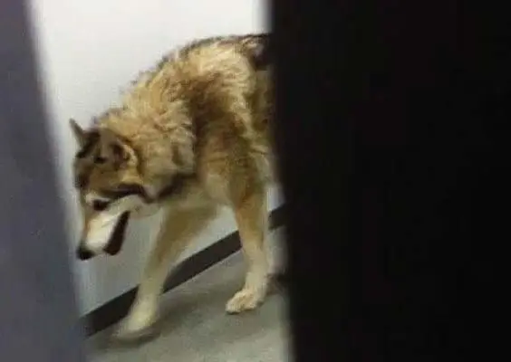 Lobo 'visita' Villa Olímpica en Sochi