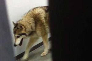 Lobo 'visita' Villa Olímpica en Sochi