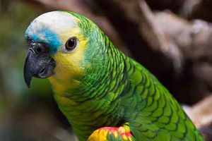 Loro ayuda en captura del asesino de su dueña