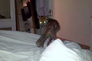 Hombre durmió con un zorro pensando que era su novia