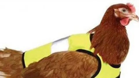 Gallinas con abrigos, moda inglesa